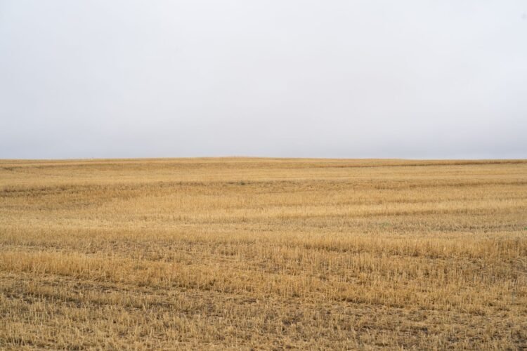 Paisaje de agricultura industrial intensiva con monocultivos, una de las principales causas de pérdida de biodiversidad según