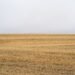 Paisaje de agricultura industrial intensiva con monocultivos, una de las principales causas de pérdida de biodiversidad según