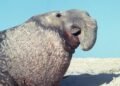 Cría de elefante marino junto a su madre en la playa, evento excepcional en la costa argentina.