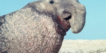 Cría de elefante marino junto a su madre en la playa, evento excepcional en la costa argentina.