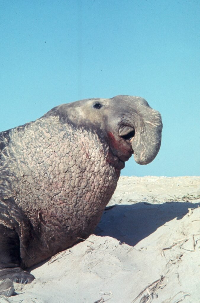 Cría de elefante marino junto a su madre en la playa, evento excepcional en la costa argentina.