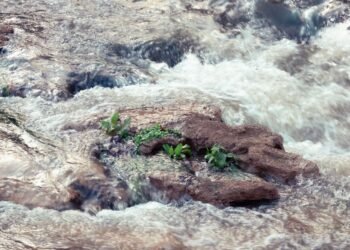 Aguas turbulentas del río Paraná durante una crecida en la zona de San Lorenzo, Santa Fe.