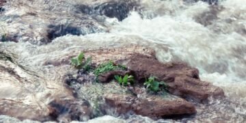 Aguas turbulentas del río Paraná durante una crecida en la zona de San Lorenzo, Santa Fe.