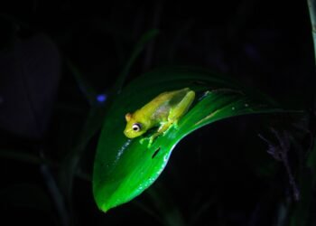 Rana de color dorado amarillo en bosque nublado andino, hábitat de la nueva especie marsupial descubierta en Perú.