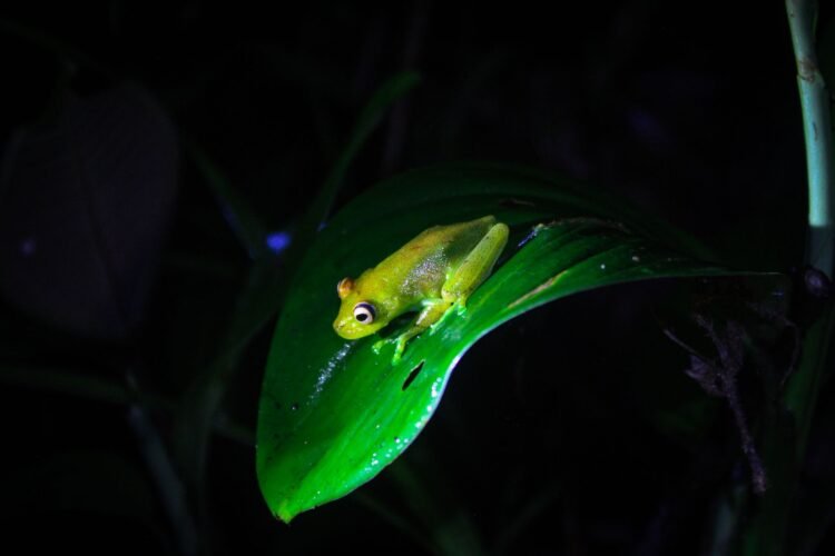 Rana de color dorado amarillo en bosque nublado andino, hábitat de la nueva especie marsupial descubierta en Perú.