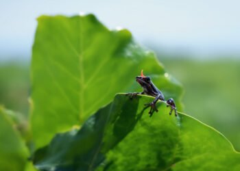 Rana venenosa sobre hoja en bosque tropical, representando la biodiversidad de Ecuador.
