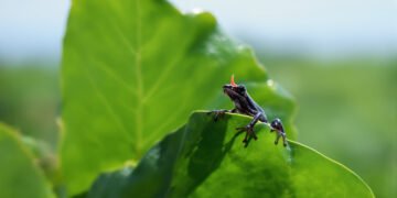 Rana venenosa sobre hoja en bosque tropical, representando la biodiversidad de Ecuador.