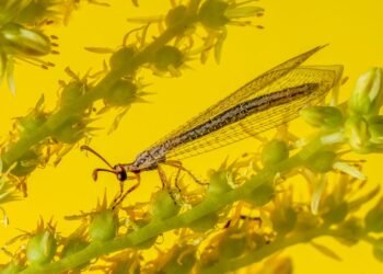 Insecto amarillo sobre flor, similar a las especies del género Swiftiephylus descrito en Australia.