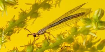 Insecto amarillo sobre flor, similar a las especies del género Swiftiephylus descrito en Australia.
