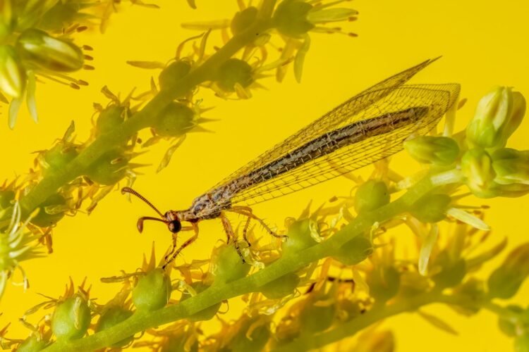 Insecto amarillo sobre flor, similar a las especies del género Swiftiephylus descrito en Australia.