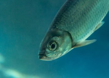 Sábalo en aguas del río Pilcomayo, la especie más importante para la pesca artesanal de la cuenca