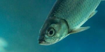 Sábalo en aguas del río Pilcomayo, la especie más importante para la pesca artesanal de la cuenca