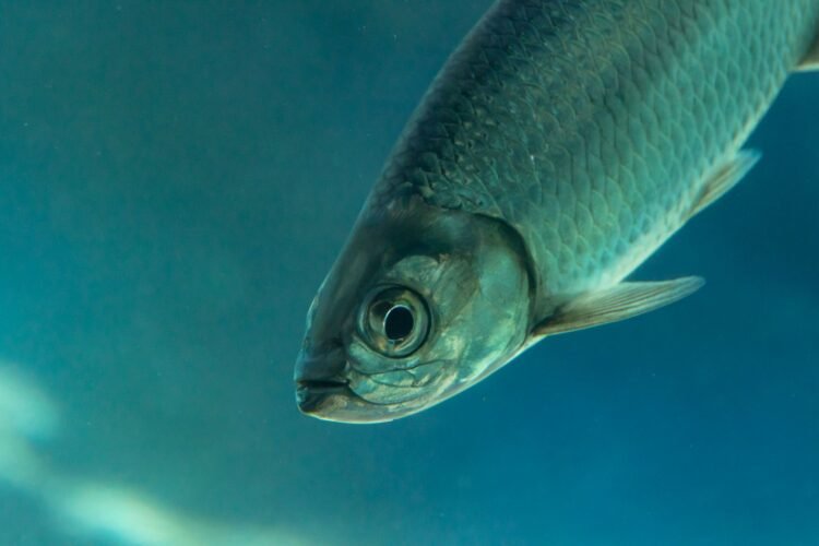 Sábalo en aguas del río Pilcomayo, la especie más importante para la pesca artesanal de la cuenca