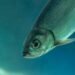 Sábalo en aguas del río Pilcomayo, la especie más importante para la pesca artesanal de la cuenca