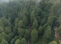 Vista aérea de la deforestación en la Amazonía, con áreas taladas visibles junto a bosque nativo.