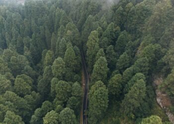 Vista aérea de la deforestación en la Amazonía, con áreas taladas visibles junto a bosque nativo.