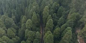 Vista aérea de la deforestación en la Amazonía, con áreas taladas visibles junto a bosque nativo.