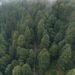 Vista aérea de la deforestación en la Amazonía, con áreas taladas visibles junto a bosque nativo.
