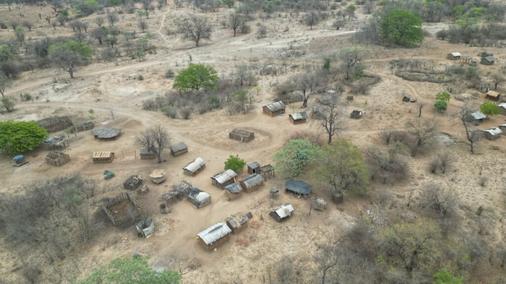 Manada de búfalos africanos en sabana del sur de África, especie recuperada en Mozambique.