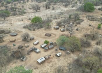 Manada de búfalos africanos en sabana del sur de África, especie recuperada en Mozambique.