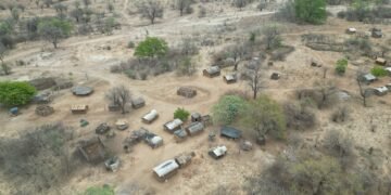 Manada de búfalos africanos en sabana del sur de África, especie recuperada en Mozambique.