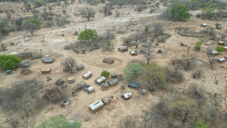 Manada de búfalos africanos en sabana del sur de África, especie recuperada en Mozambique.