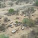 Manada de búfalos africanos en sabana del sur de África, especie recuperada en Mozambique.