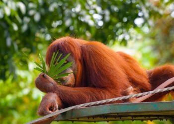 Orangután de Borneo en su hábitat natural en los bosques de la isla amenazados por incendios forestales.
