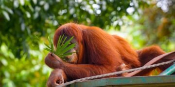 Orangután de Borneo en su hábitat natural en los bosques de la isla amenazados por incendios forestales.