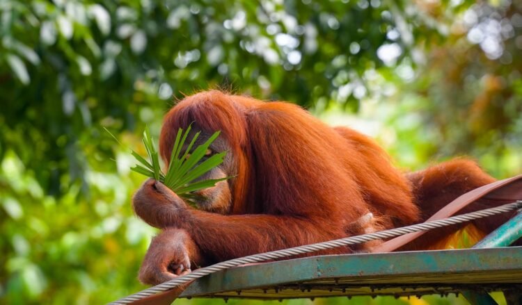 Orangután de Borneo en su hábitat natural en los bosques de la isla amenazados por incendios forestales.