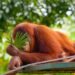 Orangután de Borneo en su hábitat natural en los bosques de la isla amenazados por incendios forestales.