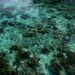 Arrecife de coral en una isla del Pacífico, región en primera línea de la crisis climática que reclama mantener el límite de