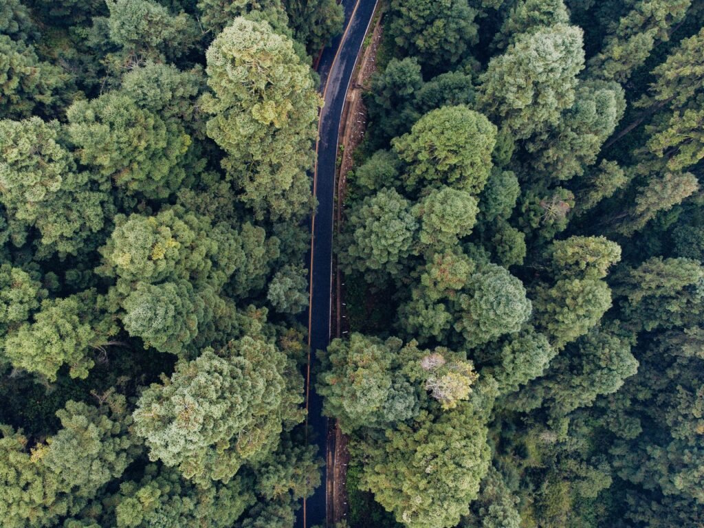 Vista aérea de un bosque denso, representando los ecosistemas que los países se comprometieron a proteger bajo las metas de b