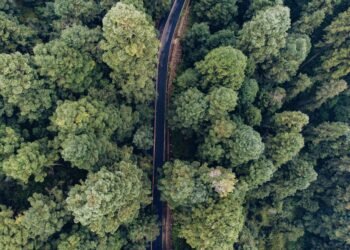 Vista aérea de un bosque denso, representando los ecosistemas que los países se comprometieron a proteger bajo las metas de b