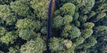 Vista aérea de un bosque denso, representando los ecosistemas que los países se comprometieron a proteger bajo las metas de b