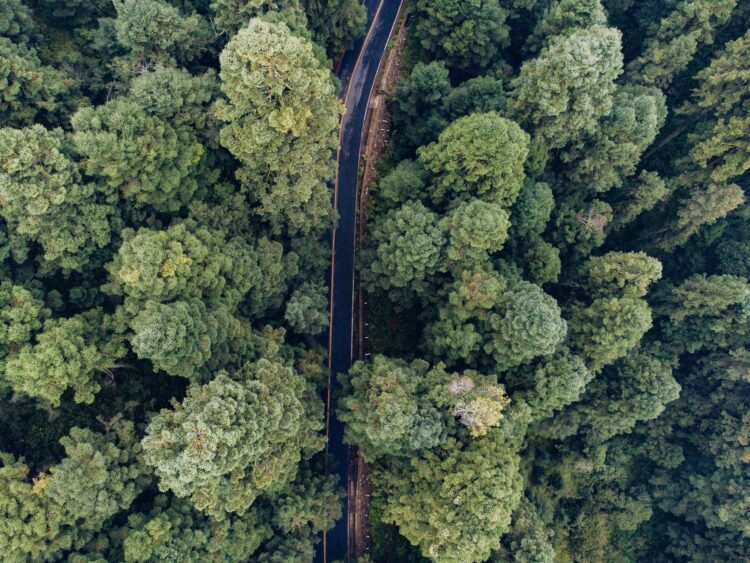 Vista aérea de un bosque denso, representando los ecosistemas que los países se comprometieron a proteger bajo las metas de b