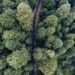 Vista aérea de un bosque denso, representando los ecosistemas que los países se comprometieron a proteger bajo las metas de b