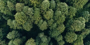 Vista aérea de bosque denso que representa la biodiversidad global que depende del financiamiento internacional.