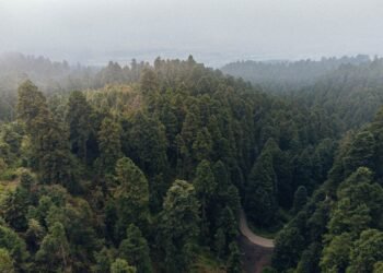 Vista aérea de un bosque protegido, símbolo de los esfuerzos de conservación de biodiversidad que los países discutirán en la