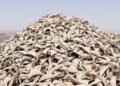Aletas de tiburón secas apiladas, similar al cargamento incautado en Perú por tráfico ilegal de fauna marina.
