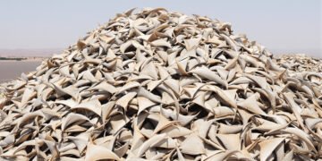 Aletas de tiburón secas apiladas, similar al cargamento incautado en Perú por tráfico ilegal de fauna marina.