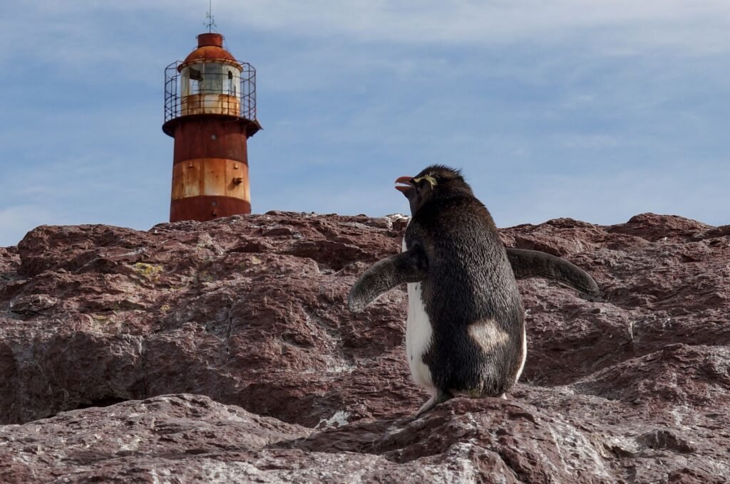 Pingüino de Galápagos en la costa rocosa del archipiélago ecuatoriano, hábitat único de esta especie amenazada.