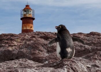Pingüino de Galápagos en la costa rocosa del archipiélago ecuatoriano, hábitat único de esta especie amenazada.