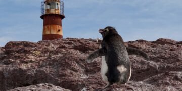 Pingüino de Galápagos en la costa rocosa del archipiélago ecuatoriano, hábitat único de esta especie amenazada.