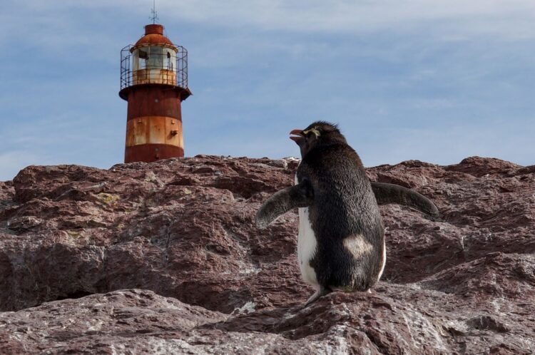 Pingüino de Galápagos en la costa rocosa del archipiélago ecuatoriano, hábitat único de esta especie amenazada.