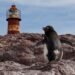 Pingüino de Galápagos en la costa rocosa del archipiélago ecuatoriano, hábitat único de esta especie amenazada.