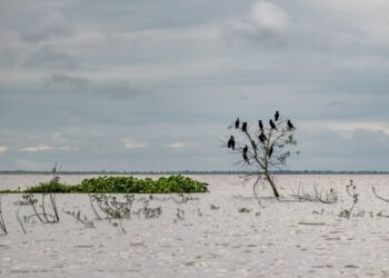 Vista aérea del delta del río Paraná con humedales y vegetación ribereña, ecosistema clave de la cuenca compartida por Argent