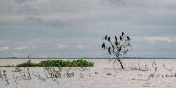 Vista aérea del delta del río Paraná con humedales y vegetación ribereña, ecosistema clave de la cuenca compartida por Argent