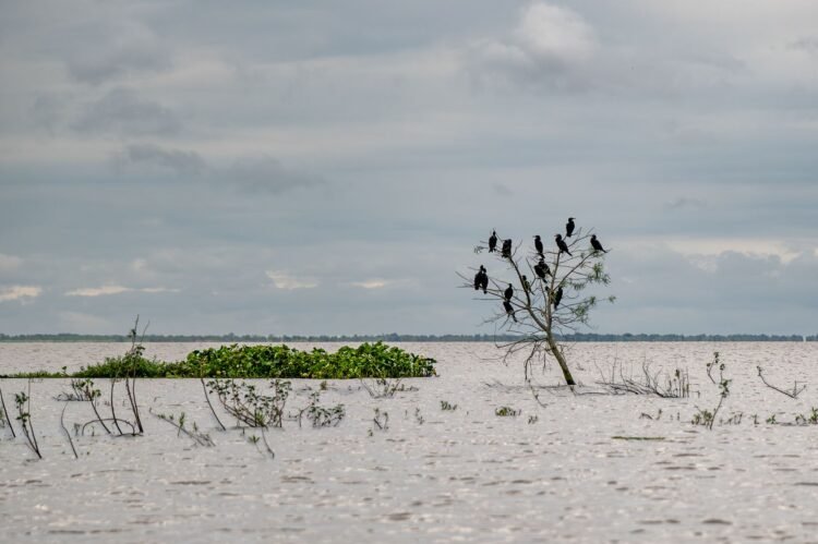 Vista aérea del delta del río Paraná con humedales y vegetación ribereña, ecosistema clave de la cuenca compartida por Argent