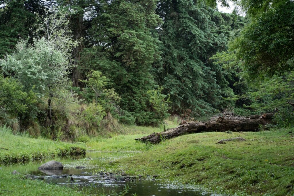 Bosque nativo argentino bajo cielo abierto, representando los ecosistemas amenazados por falta de presupuesto.